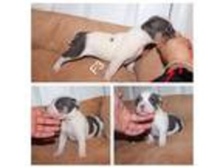 American Staffordshire Terrier Puppy for sale in Orange, NJ, USA
