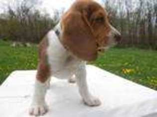 Beagle Puppy for sale in Altoona, PA, USA