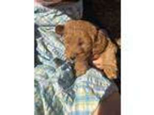 Labradoodle Puppy for sale in Deerfield Beach, FL, USA
