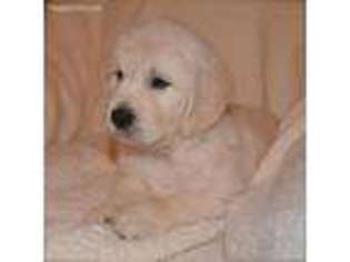 Mutt Puppy for sale in Centre, AL, USA
