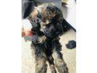 Schnoodle (Standard) Puppy for sale in Salt Lake City, UT, USA