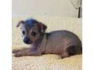 Mutt Puppy for sale in Foster, KY, USA