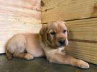 Labrador Retriever Puppy for sale in Greentown, IN, USA