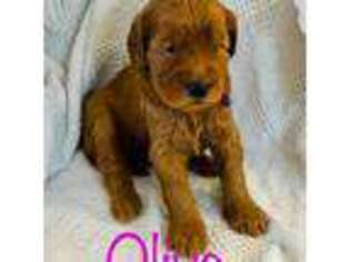 Mutt Puppy for sale in Huron, SD, USA