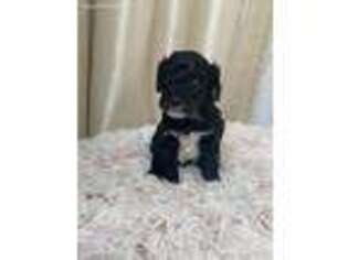 Mutt Puppy for sale in Uniondale, NY, USA