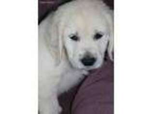 Golden Retriever Puppy for sale in Chattanooga, TN, USA