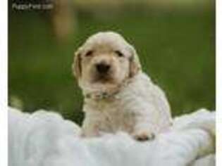 Goldendoodle Puppy for sale in Houghton, NY, USA