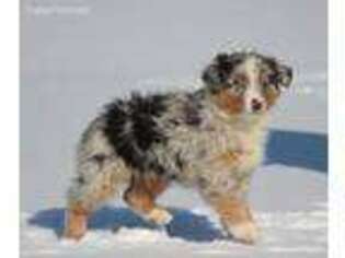 Miniature Australian Shepherd Puppy for sale in Muskegon, MI, USA