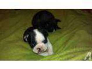French Bulldog Puppy for sale in DE QUEEN, AR, USA