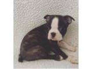 Boston Terrier Puppy for sale in Cave Creek, AZ, USA