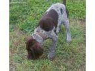 German Shorthaired Pointer Puppy for sale in Karnes City, TX, USA