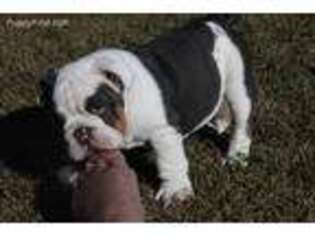 Bulldog Puppy for sale in Baxley, GA, USA