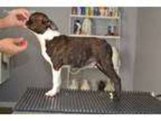 Boston Terrier Puppy for sale in Delphos, KS, USA