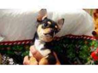 Chihuahua Puppy for sale in Parsons, TN, USA
