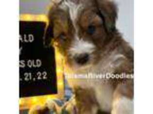 Bernese Mountain Dog Puppy for sale in Rudyard, MI, USA