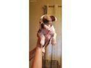 Bulldog Puppy for sale in Freeport, TX, USA