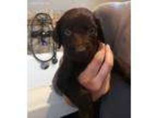 Boykin Spaniel Puppy for sale in Collierville, TN, USA