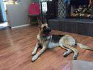 German Shepherd Dog Puppy for sale in COLORADO SPRINGS, CO, USA