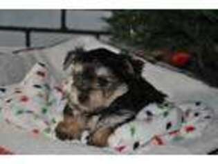 Yorkshire Terrier Puppy for sale in Shipshewana, IN, USA