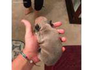 French Bulldog Puppy for sale in Bel Air, MD, USA