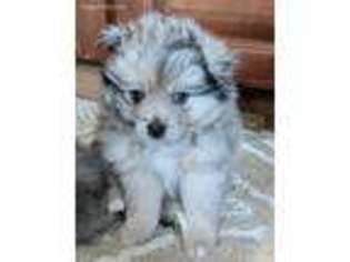 Pomeranian Puppy for sale in Firestone, CO, USA