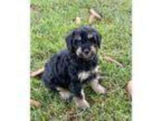 Schnoodle (Standard) Puppy for sale in Bainbridge, NY, USA