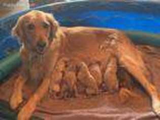 Golden Retriever Puppy for sale in Cold Spring, MN, USA