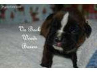 Boxer Puppy for sale in Draper, VA, USA