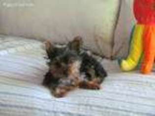 Yorkshire Terrier Puppy for sale in Cedaredge, CO, USA