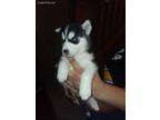 Siberian Husky Puppy for sale in Girard, OH, USA