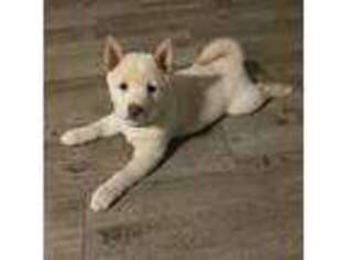 Shiba Inu Puppy for sale in Decatur, GA, USA