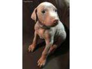 Doberman Pinscher Puppy for sale in Anna, TX, USA