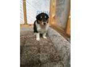 Collie Puppy for sale in Mentone, AL, USA