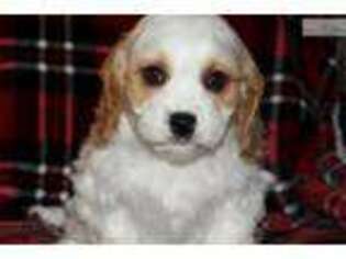 Cavachon Puppy for sale in Iowa City, IA, USA