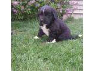 Newfoundland Puppy for sale in Monroeville, IN, USA