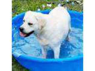 Labrador Retriever Puppy for sale in Newburgh, NY, USA