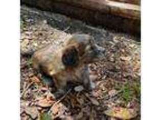 Dachshund Puppy for sale in Daytona Beach, FL, USA