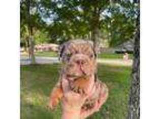 Bulldog Puppy for sale in New Caney, TX, USA