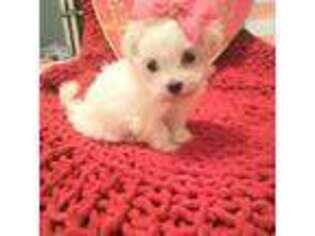 Maltese Puppy for sale in Kings Mountain, NC, USA