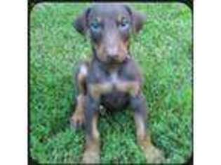 Doberman Pinscher Puppy for sale in Lexington, NC, USA