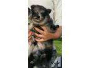 Pomeranian Puppy for sale in FOWLER, IN, USA