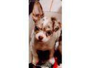 Chihuahua Puppy for sale in Hartford, CT, USA