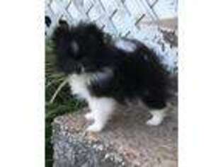 Pomeranian Puppy for sale in Weir, MS, USA