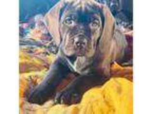 Cane Corso Puppy for sale in Charlottesville, VA, USA