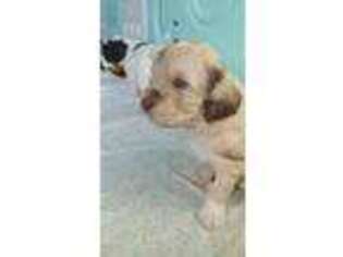 Labradoodle Puppy for sale in Moncks Corner, SC, USA