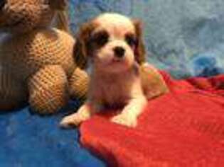 Cavalier King Charles Spaniel Puppy for sale in Muldrow, OK, USA