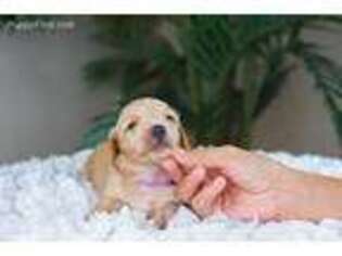 Dachshund Puppy for sale in Winter Haven, FL, USA
