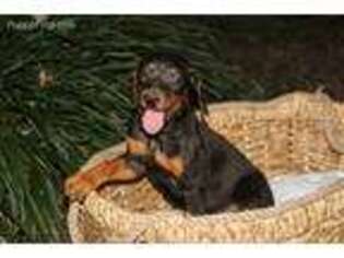 Doberman Pinscher Puppy for sale in Florence, AL, USA