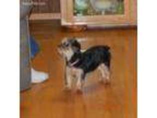 Yorkshire Terrier Puppy for sale in Lockesburg, AR, USA