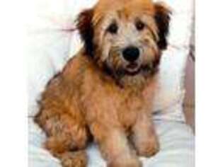 Soft Coated Wheaten Terrier Puppy for sale in Fort Ripley, MN, USA